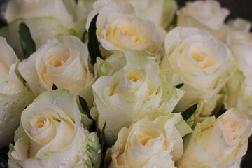 bouquet of white roses