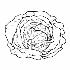 cabbage head sketch, coloring book, isolated object on white background, cartoon illustration, vector,