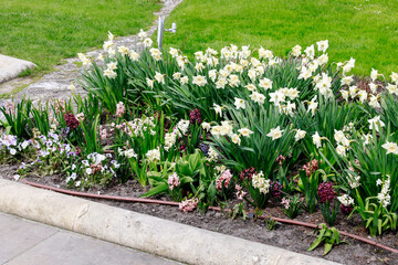 A flower bed in the city with daffodils, narcisus, pansies and daisies.