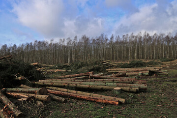 Fototapeta na wymiar viele Baumstämme liegen nach der Holzernte in einem Waldgebiet