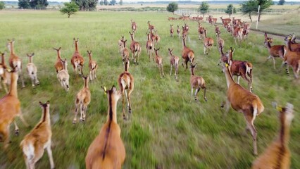 Herd of Roe Deer in National Park Nature, Deers are dangerous pests for young seedlings. Helicopter flight over wild animals. Wildlife from above