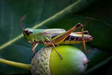 grasshopper on a leaf © Мария Быкова