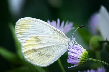 butterfly on a flower
