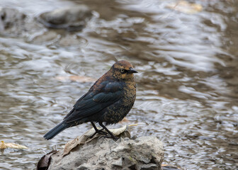 Rusty Blackbird standing on rock near water