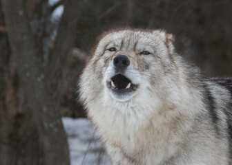 Extreme closeup of Gray Wolf with mouth open looking at viewer