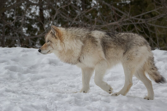 Side view closeup of timber wolf walking in snow