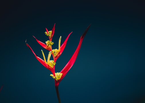 Real beauty nature. Strelitzia, bird of paradise, crane lily plant. Red pink blossom tropical exotic unic flower narrow petal yellow bloom. Dark blue vignette background. Botanic floral design