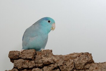 Ein Blaugenick-Sperlingspapagei der blauen Mutation   (Forpus coelestis) in der Voliere.
