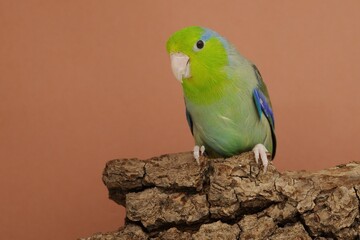 Ein Blaugenick-Sperlingspapagei (Forpus coelestis) in der Voliere.