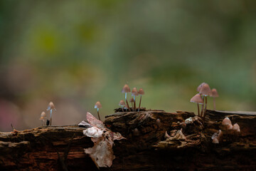 Mushrooms grow from a rotten tree trunk in autumn