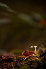 The sun rises between the trees on an autumn morning in the Netherlands