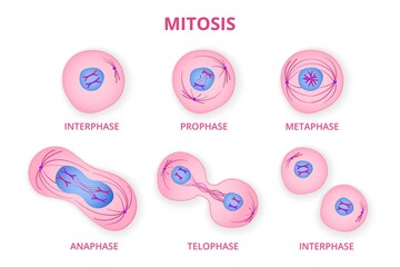 Process of division of organic cell. Stages of mitosis formation with metaphase and prophase separation in anaphase and reproduction in telophase and vector interphase. - obrazy, fototapety, plakaty