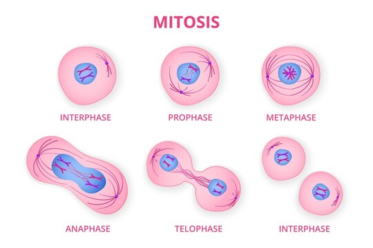cell cycle mitosis interphase