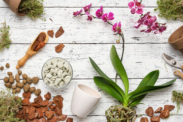 Phalaenopsis orchid flowers. Flowerpots, pine bark, expanded clay, moss and shovel for planting Orchidea flowers in pots. Top view, flat lay. - obrazy, fototapety, plakaty