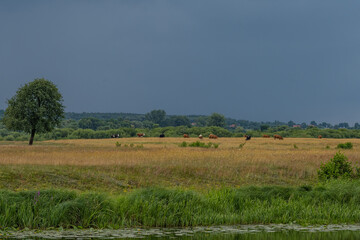 Fototapeta na wymiar Idyllic view of Polish pastures before the impending storm 