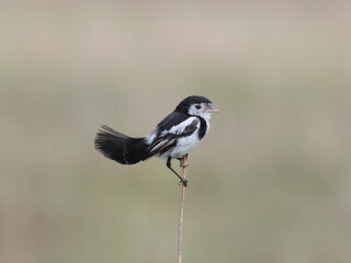Cock-tailed Tyrant – Alectrurus tricolor - Galito