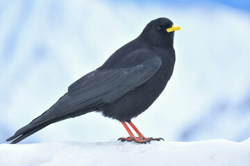 Alpendohle