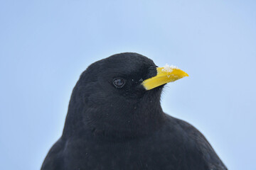 Alpendohle Portrait