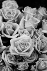 bouquet of white roses