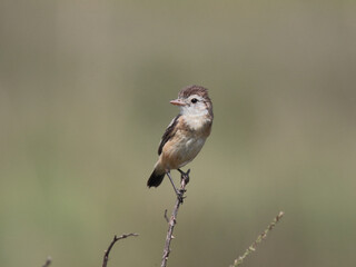 Cock-tailed Tyrant – Alectrurus tricolor - Galito © SRGIOMURILODE
