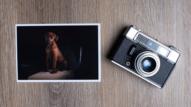 Hundefoto. vintage camera. Lichtbild