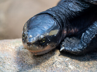 The lioness follows the prey.