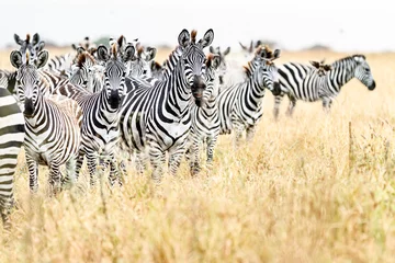 Foto op Plexiglas シマウマの群れ © paweyetail
