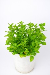 Fototapeta premium watercress on white pot isolated on white background.