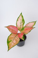 Pink leaf aglaonema plant growing in pot isolated on white background 