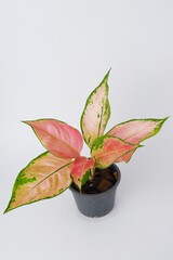 Pink leaf aglaonema plant growing in pot isolated on white background 