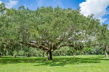 Fototapeta premium creative