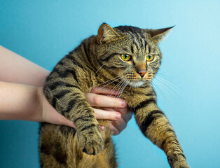 Unhappy Striped Cat in Hands Against a Blue Background.