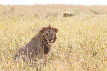 サバンナの雄ライオン