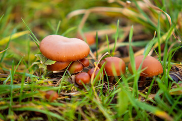 Mushroom in the meadow 