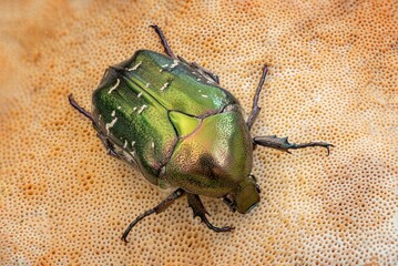 bug on the leaf