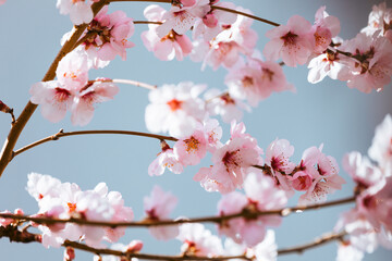 Almond tree blooming in springtime with tiny white and pink flowers on blue sky background.
