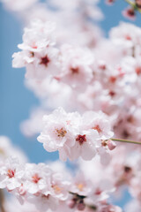 Obraz premium Almond blossom background.