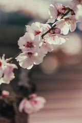 Almond tree blooming in springtime with tiny white and pink flowers.