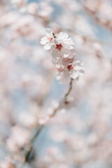 Almond blossom floral background.