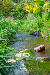 the river bank is overgrown with different herbs and flowers