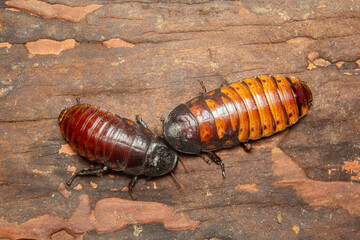 big tropical cockroach Female of Gromphadorhina portentosa , one of the largest species of...
