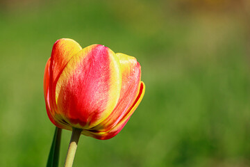 Fresh red tulip in the garden. Spring flower in the sun. Close-up bud. Growing tulips.