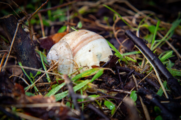 Snail shell is empty 