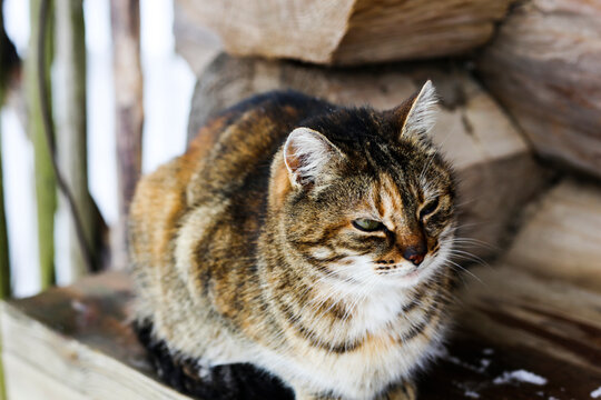 Wild multicolor tabby cat. A homeless cat sits on a wooden bench against the background of an old log wooden house. Rural landscapes, rural winter photos.