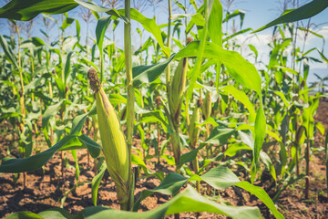 Corn field or maize  garden of organic farmland on blue sky background