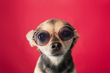 funny terrier dog in sunglasses, puppy on pink, travel with animals