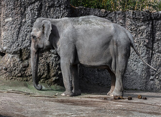 Asian elephant female in its enclosure. Latin name - Elephas maximus	
