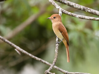 Rufous Casiornis – Casiornis rufus – Maria-ferrugem