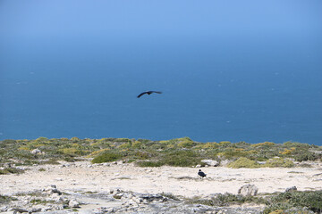 Crows on land sea and sky
