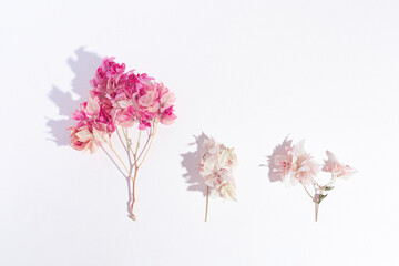 Three sprigs of bougainvillea of ​​different sizes on a pink background.